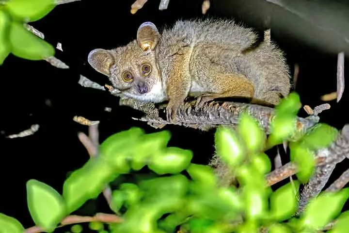 Eles são onívoros, o que significa que se alimentam de uma dieta variada composta por frutas, insetos, goma e seiva de árvores. Em alguns casos, eles também podem caçar pequenos animais, como sapos e pássaros. 