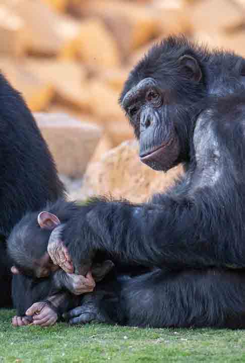 Os chimpanzes são considerados os primatas mais  carinhosos. As mães carregam os filhotes nas costas ao longo de anos, ensinando-os a sobreviver durante todo o seu crescimento. 