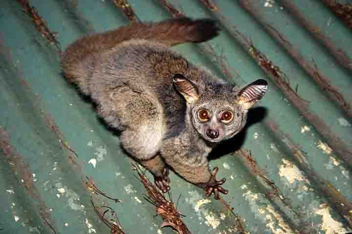 Os galagos menores, como são frequentemente chamados, são primatas de tamanho reduzido, com comprimento corporal variando entre 30 e 40 cm e peso entre 95 e 300 g, dependendo da espécie. Sua pelagem é curta e suave, geralmente variando entre tons de cinza e marrom claro.