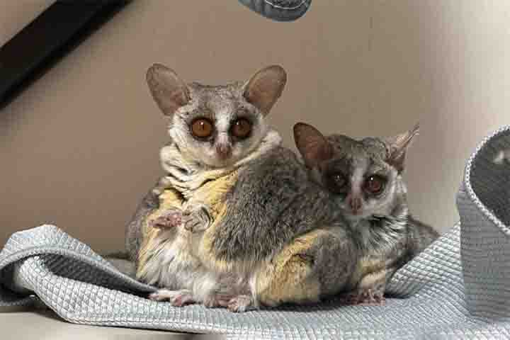 Esses pequenos primatas são exemplos notáveis de adaptação ao ambiente selvagem, utilizando suas habilidades de salto, visão noturna e comunicação vocal para sobreviver em um mundo selvagem.