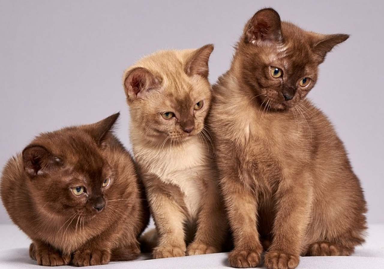 Os gatos, que têm fama  de serem pouco afetuosos com os tutores devido ao seu temperamento independente, são bastante carinhosos com os filhotes, lambendo-os constantemente para limpá-los e aquecê-los.