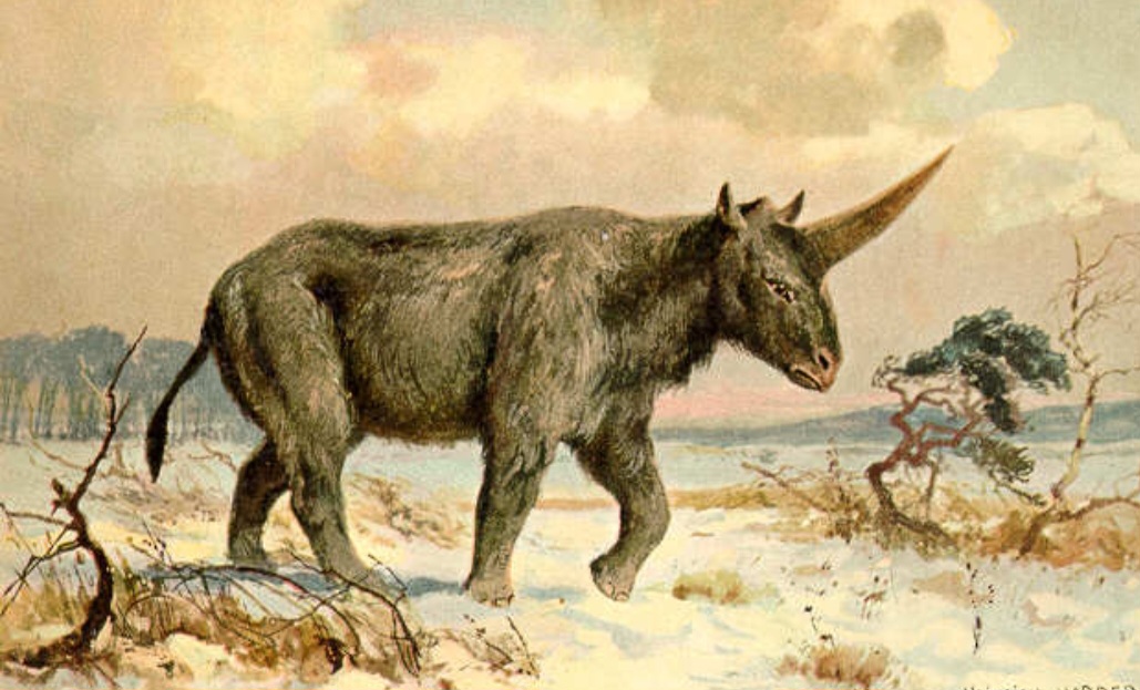 Com cerca de 2 metros de altura e 4,5 metros de comprimento, pesando até 4 toneladas, esse rinoceronte primitivo possuía um imponente chifre projetado de seu focinho. Bem diferente da figura que se criou, posteriormente, para designar os delicados e mágicos unicórnios. 