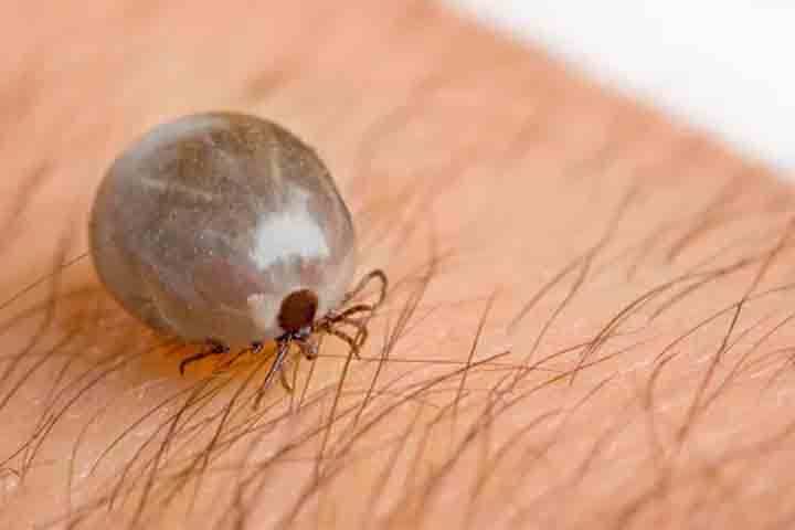 Carrapato-marrom: Também conhecido como carrapato-de-cachorro, é uma espécie comum de carrapato que parasita cães, mas também gatos e outros animais domésticos.