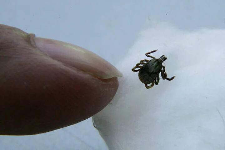 Não torça ou vire o carrapato, pois isso pode fazer com que sua boca fique presa na pele. Com movimentos suaves e firmes, puxe-o para fora.