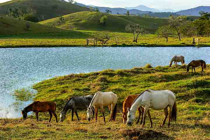 Animais como gado e cavalos devem ser mantidos longe de áreas com muita sombra, onde os carrapatos podem ficar escondidos.