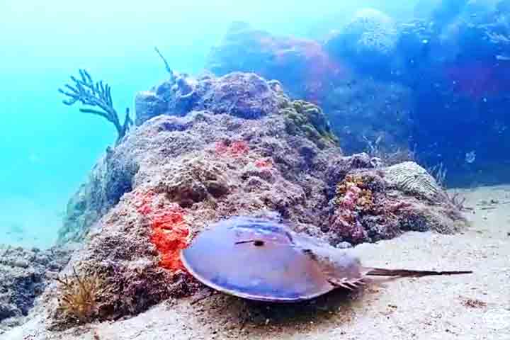 A preservação dos caranguejos-ferradura é fundamental não apenas para a manutenção da biodiversidade marinha, mas também para garantir o desenvolvimento de medicamentos seguros e eficazes. 