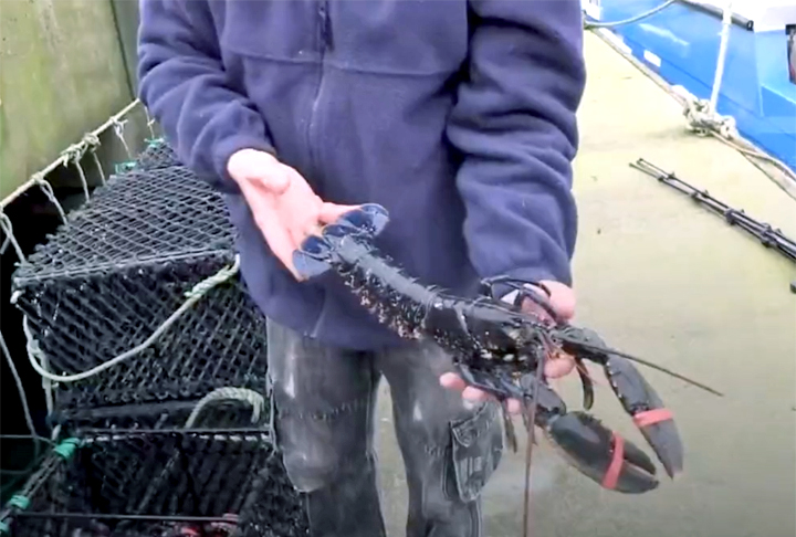  Foi um choque. Tirei algumas fotos para as pessoas verem. A única outra (lagosta azul) que eu já vi foi capturada por um pescador da costa sul da Inglaterra alguns anos atrás. Depois a devolvemos à água, então ela ainda está lá em seu habitat natural, contou à Press Association. 