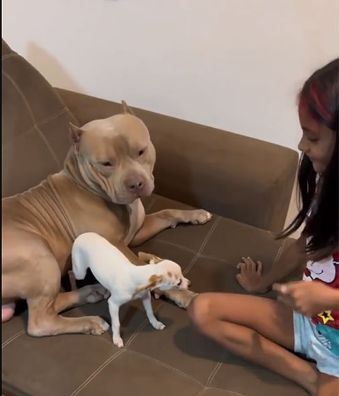 Apesar de Paçoca ser estressadinha, a criança e Big parecem estar acostumados com sua personalidade e não dão bola. O vídeo rapidamente chegou a mais de um milhão de visualizações e teve milhares de comentários.