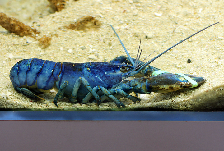 A lagosta costuma ser vermelha, mas algumas sofrem uma rara mutação genética que as deixam azul. 