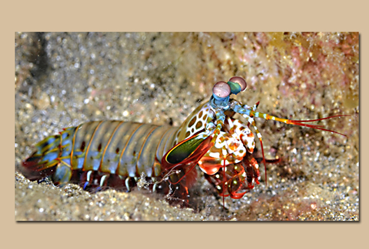 Outro crustáceo exótico é o Odontodactylus scyllarus, a lacraia do mar.  Apesar de ser pequeno, ele é extremamente forte e veloz, sendo um grande predador. Além disso, eles têm a melhor visão do reino animal. 