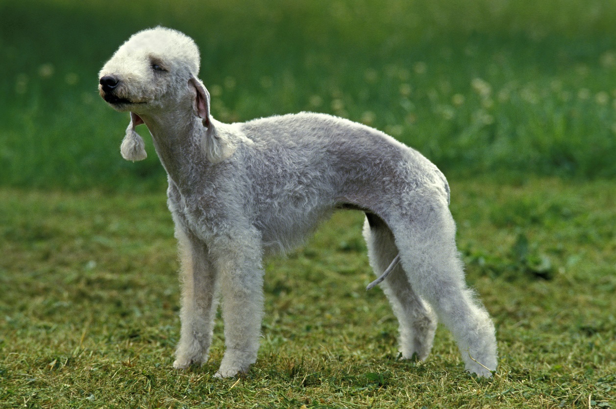 Ele não é tão popular, mas o Bedlington Terrier, ainda que bem agitado, é muito carinhoso e adora ficar no colo de seus donos.