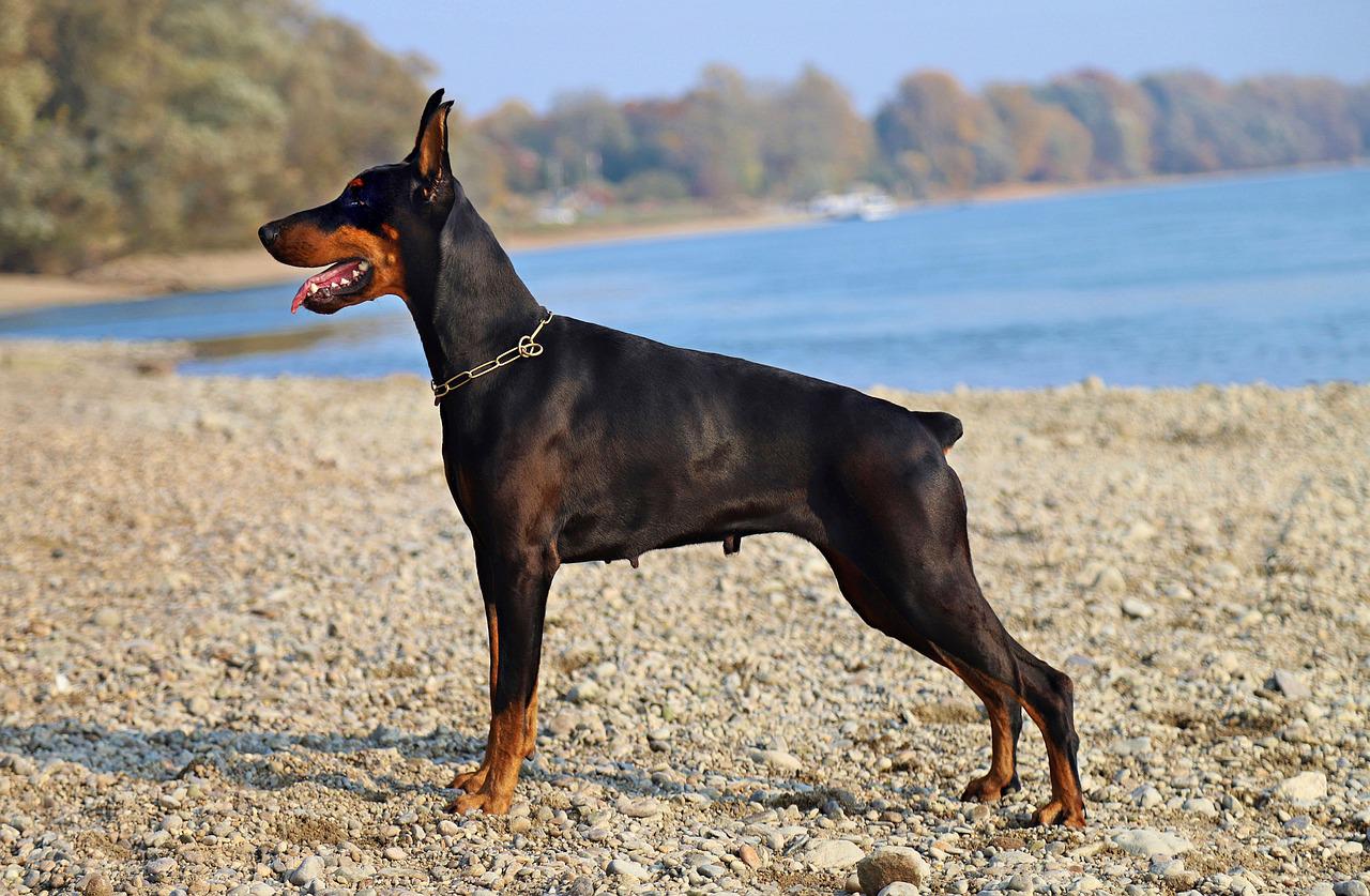 O Doberman é uma raça do grupo pinscher, oriunda da Alemanha. Ela foi desenvolvida inicialmente por Karl Friedrich Louis Dobermann em Apolda na Alemanha por volta de 1860.