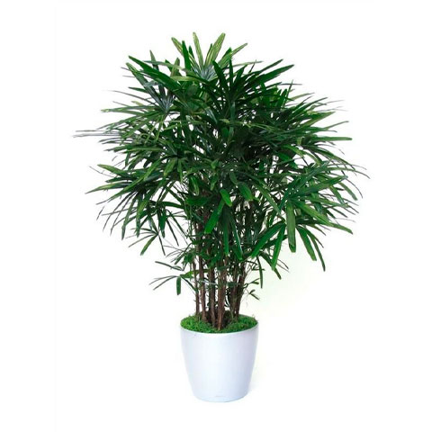 Palmeira Ráfis- Originária do sudeste asiático, a Palmeira Ráfis prefere luz indireta e solo levemente úmido. É uma ótima opção para áreas internas com pouca luz natural, como corredores ou cantos.