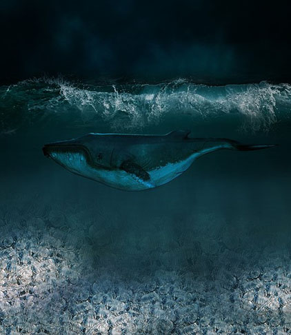 Outra função dos xenobots pode ser o recolhimento de microplásticos no mar, evitando problemas para a saúde dos peixes que engoliriam a poluição e das pessoas que consumiriam os peixes com microplásticos - um sério problema ambiental e de saúde pública da atualidade 