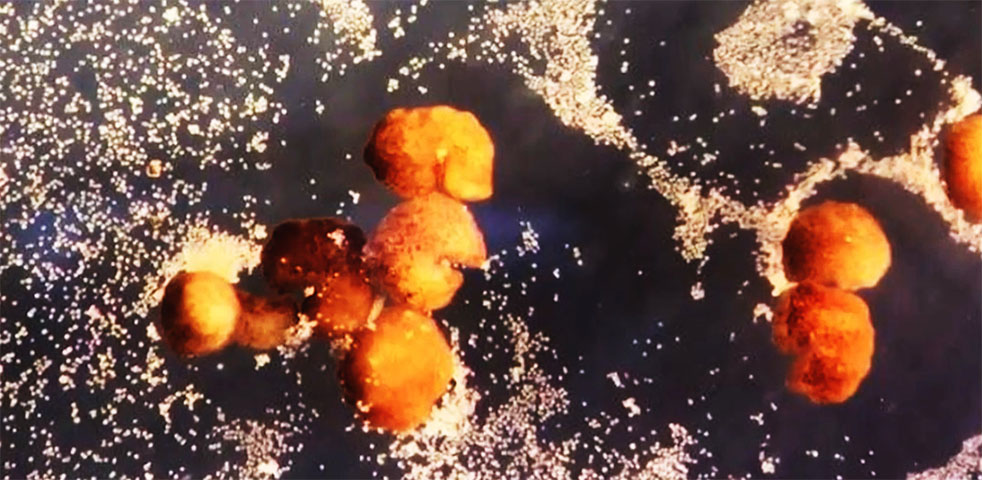 Os cientistas classificam esse tipo de robô como organismo vivo, mas programável, o que causa perplexidade diante de algo que até então era impensável.