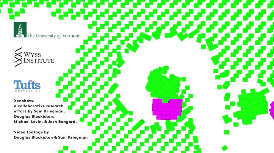 As minúsculas máquinas foram criadas por pesquisadores das universidades americanas de Vermont, Tufts e Harvard 