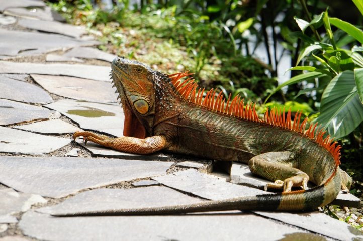 As iguanas costumam ser maiores do que outros tipos de lagartos. Elas têm corpos robustos e caudas longas, e muitas possuem uma crista ou fileira de espinhos nas costas.