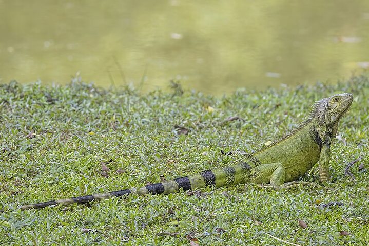 Com isso, o governo taiwanês oferece cerca de R$ 90 por animal abatido e incentiva a população a identificar locais de reprodução, especialmente nos meses de maio e junho, período em que filhotes são mais vulneráveis. 