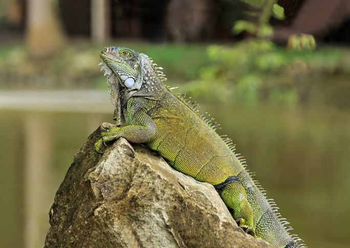 A Agência de Florestas e Conservação da Natureza de Taiwan anunciou que irá abater cerca de 120 mil iguanas-verdes para controlar a superpopulação da espécie, que se tornou uma praga em áreas agrícolas. 