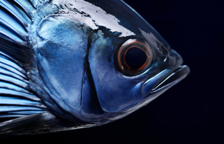 O atum-rabilho, também chamado de bluefin, tem três espécies principais: do Atlântico, Pacífico e do Sul. 