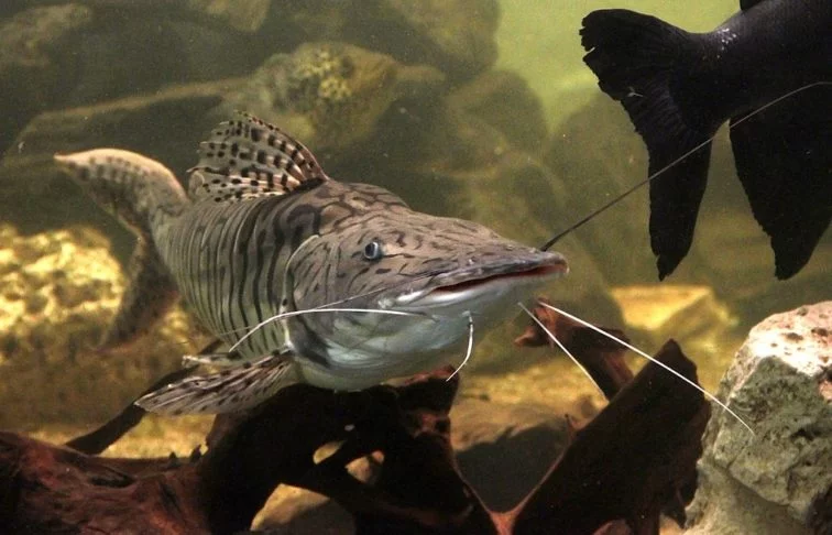 Pintado: O pintado tem uma carne clara, suave e saborosa. É muito popular no Brasil por não ter espinhas e tem se tornado um dos pratos favoritos em épocas festivas, como a Páscoa. 