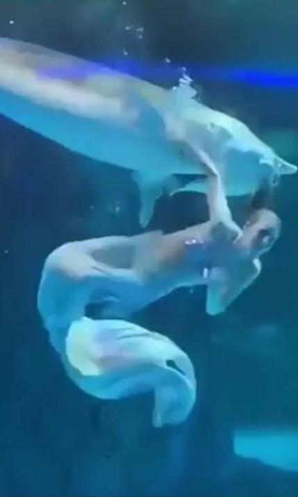 Uma artista russa chamada Masha, de 22 anos, foi atacada por um peixe durante apresentação num aquário na China em 28 de janeiro de 2025.