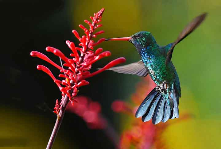 A Odontonema atrai beija-flores devido à sua abundante produção de néctar e flores vibrantes, que oferecem fonte  de energia. Eles são especialmente atraídos pelas cores vermelha e laranja, que indicam presença de néctar. O formato tubular das flores também facilita o acesso do beija-flor ao néctar, estimulando a  polinização.

