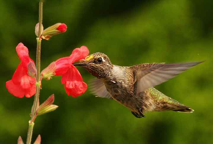As salviais são altamente procuradas por suas flores vermelhas e tubulares, que fornecem néctar abundante. Além disso, suas cores vivas chamam a atenção dos beija-flores à distância.
