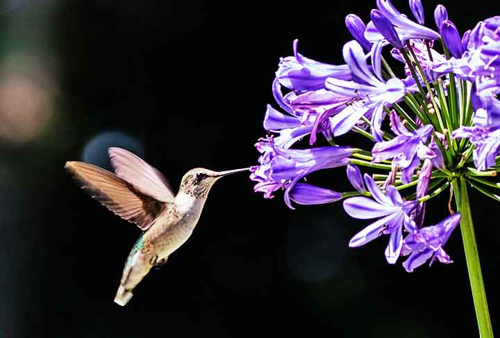 O agapanto apresenta várias flores pequenas em hastes longas, oferecendo múltiplas fontes de néctar. Esse arranjo permite que os beija-flores se alimentem de várias flores em sequência.
