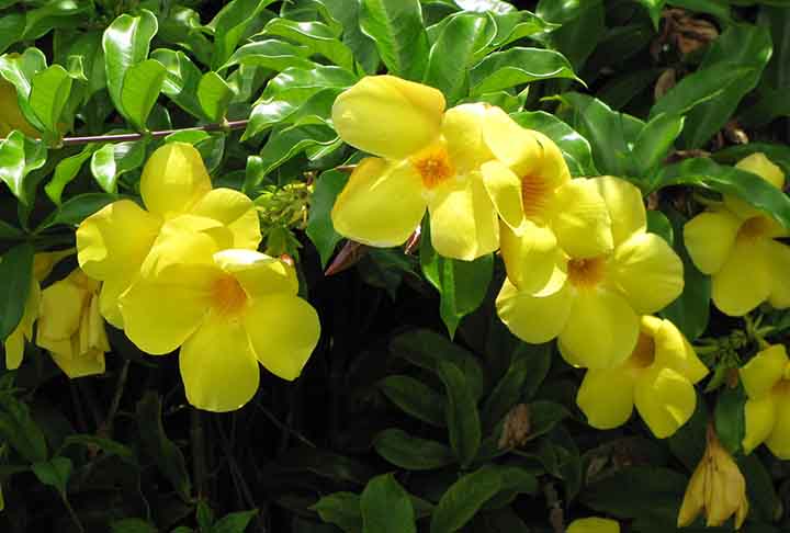 A alamanda atrai beija-flores com suas flores amarelas e tubulares, ricas em néctar. Seu formato facilita o acesso, garantindo visitas constantes das aves.
