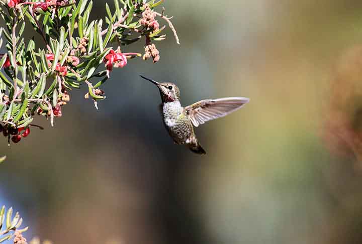 A grevílea oferece inflorescências ricas em néctar, ideais para beija-flores. Suas flores pendentes permitem uma alimentação segura enquanto as aves se mantêm suspensas.
