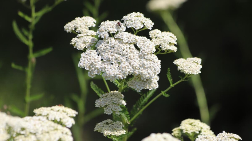 A mil-folhas é muito apreciada por sua versatilidade culinária e propriedades medicinais (Imagem: Kabar | Shutterstock) 