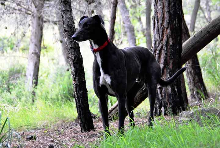 Por ser uma raça discreta e reservada, o galgo inglês (também conhecido por greyhoud) não late muito, fazendo pouco barulho. É, também, muito obediente.
