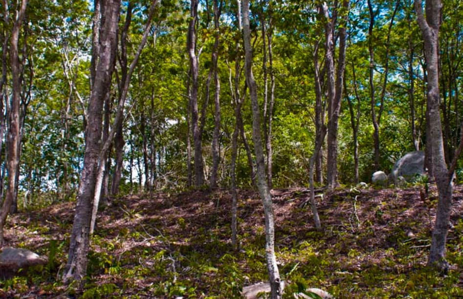 50 mil mudas da espécie foram plantadas na Estação Ecológica de Tapacurá, que pertence à Universidade Federal Rural de Pernambuco.