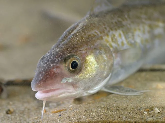 Segundo o Conselho Federal de Medicina Veterinária brasileiro, são três as principais espécies de bacalhau no Brasil: do Porto ou Cod (foto); do Pacífico; e da Groenlândia.