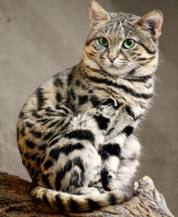 Gato-bravo-de-patas-negras: Menor felino da África, com cerca de 9.707 indivíduos, esse animal é vulnerável à extinção. Habita a região árida do sudoeste da África Austral e sofre com a perda de habitat, caça e atropelamentos.