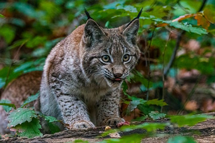A expansão agrícola invadiu seus habitats naturais e a caça intensiva levou a uma drástica redução de população da espécie.