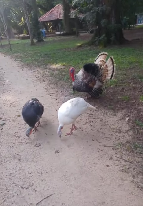 Eles também têm uma forma interessante de cortejar, com o macho erguendo a cauda em formato de leque, emitindo sons característicos enquanto exibe suas penas para atrair a fêmea.