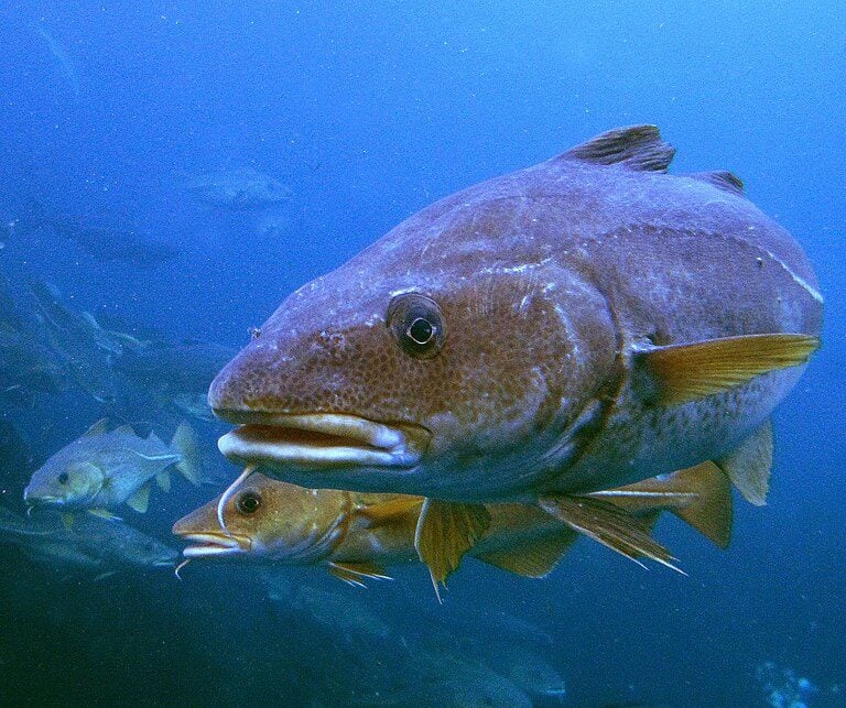 Medidas de controle e políticas sustentáveis têm sido implementadas para proteger as populações desse peixe tão apreciado.