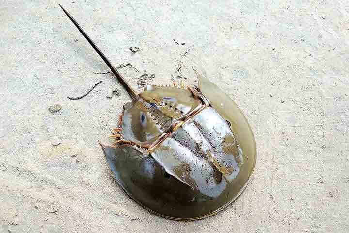 Um animal que resistiu a cinco extinções em massa na história do planeta Terra pode estar com os dias contados por causa das atividades realizadas pelos homens. 