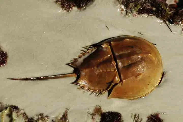 Eles também desempenham papéis importantes nos ecossistemas marinhos, servindo de alimento para aves migratórias e contribuindo para a saúde do habitat costeiro ao remexer sedimentos no fundo do mar.