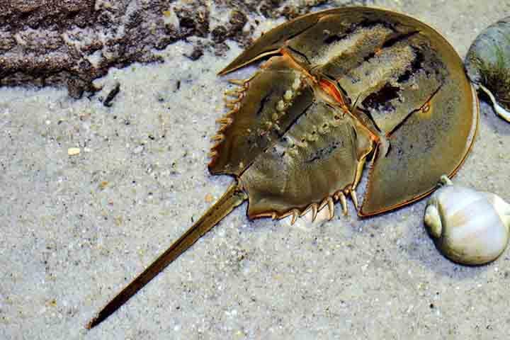 Apesar do nome, os caranguejos-ferradura não são caranguejos de verdade, mas sim mais intimamente relacionados a aracnídeos, como aranhas e escorpiões.