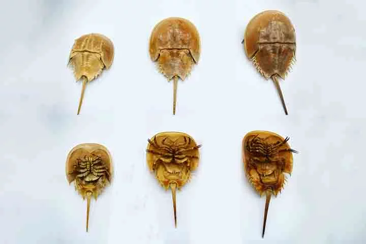 Com uma aparência que pouco mudou ao longo de milhões de anos, eles são uma das mais antigas espécies animais do planeta.