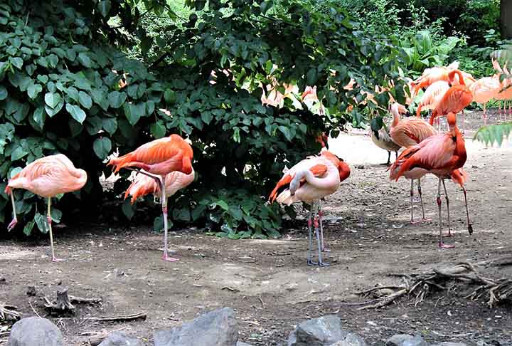 Os flamingos dormem em pé. Isso acontece por causa das longas pernas. E eles costumam adormecer sobre apenas uma perna só, já que o gasto de energia é muito menor nesta posição.