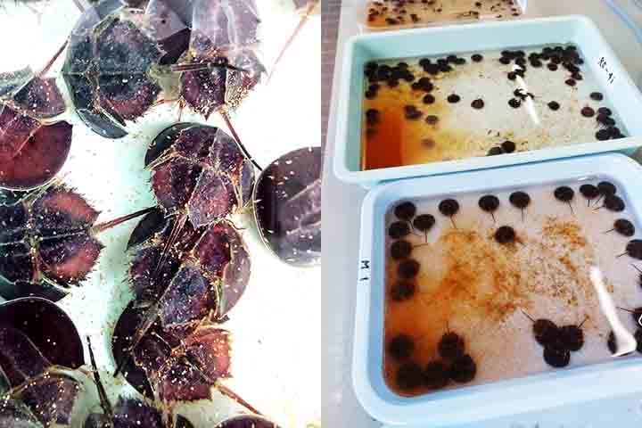 Algumas soluções propostas por ambientalistas incluem o desenvolvimento de substitutos artificiais para o sangue e proteção dos habitats de desova.