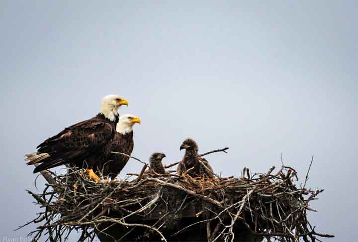 Águia-careca (Haliaeetus leucocephalus) - Essa águia americana constrói alguns dos maiores ninhos de aves do mundo. Com galhos e gravetos, os casais constroem seus ninhos nas árvores, e eles podem chegar a mais de 3 metros de profundidade e pesar cerca de uma tonelada.
