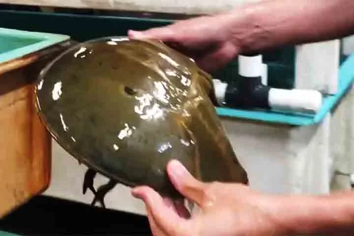 Essa característica permite a produção do Lisado de Amebócitos de Limulus (LAL), essencial na detecção de endotoxinas bacterianas em vacinas e equipamentos médicos. 