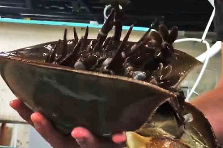 Em algumas culturas asiáticas, os caranguejos-ferradura são considerados símbolos de boa sorte e, em certos contextos, de eternidade, devido à sua longevidade e aparência quase imutável ao longo dos milênios.