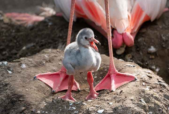 O ninho de um flamingo parece um minivulcão de lama, com espaço para um grande ovo. E na criação dos filhotes, tanto a fêmea quanto o macho ajudam a encubar os ovos e alimentar os bebês.