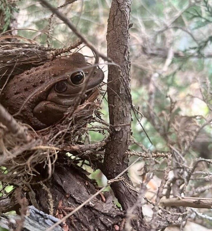 A imagem, que tinha também o curioso detalhe de uma folha pendurada que parecia uma bota, fez outras pessoas postarem fotos similares de sapos instalados em ninhos de pássaros. “Aparentemente, sapos gostam de ninhos de pássaros. Vi isso no mês passado”, compartilhou o australiano Chris Toovey. 
